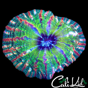 FRANKENSTEIN BRIDE INDOPHYLLIA