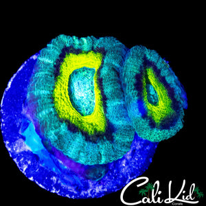 RAINBOW ASIAN ACAN DOUBLE