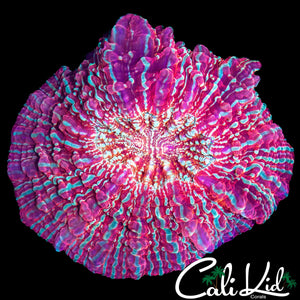 SUPER RARE COLORED ACANTHO