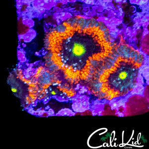 RAINBOW MICROMUSSA FRAG