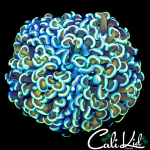 RARE COLOR HYBRID HAMMER