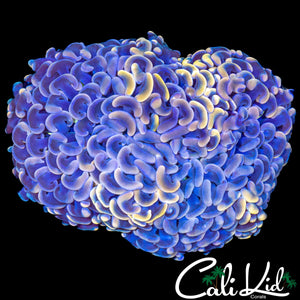 GRAFTED TYPE HYBRID HAMMER