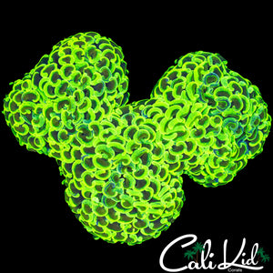 BLINDING SPLATTER HAMMER