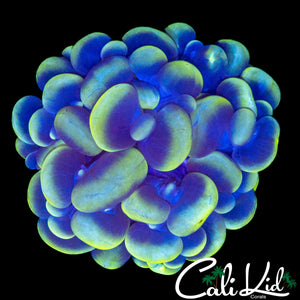GHOST BUBBLE CORAL
