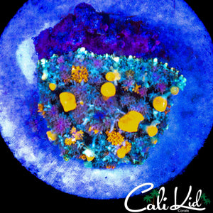 CK HALLOWEEN BOUNCE MUSHROOM