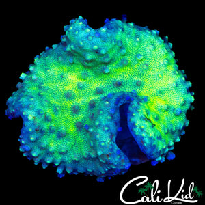 SPOTTED LEATHER CORAL