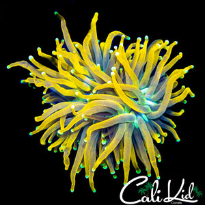 GOLDEN HONEY POT TORCH