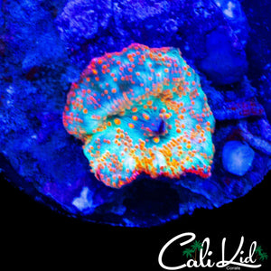 RARE RAINBOW DISCO SHROOM