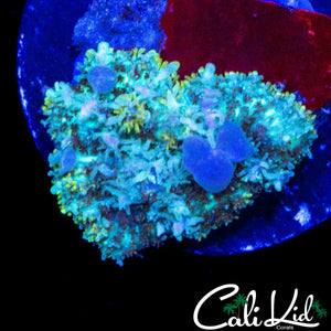 CK BLUE BUBBLE BOUNCE MUSHROOM