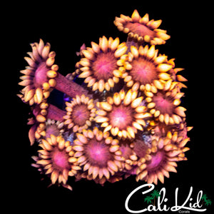 AQUACULTURED RAINBOW GONI