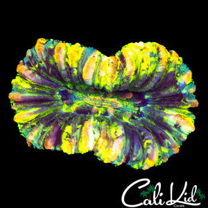 ULTRA PATTERN TRACHY