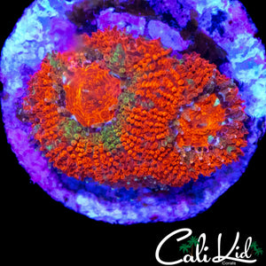 MYSTERY MICROMUSSA