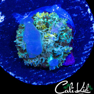 CK BLUE BUBBLE BOUNCE MUSHROOM