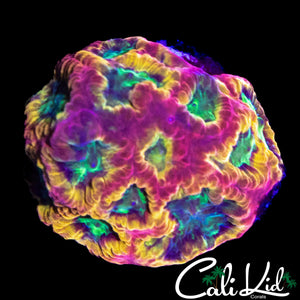 PANDEMIC FAVIA