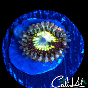 CK LG BOT ZOA (NEW RELEASE)