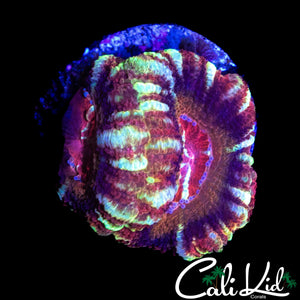ASIAN ACAN DOUBLE