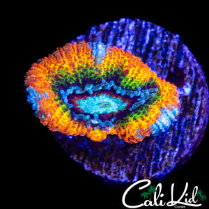 ULTIMATE RAINBOW ACAN