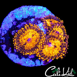 MAUL TYPE ZOA QUAD