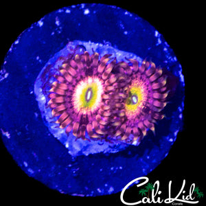 CHONG BONG ZOA DOUBLE