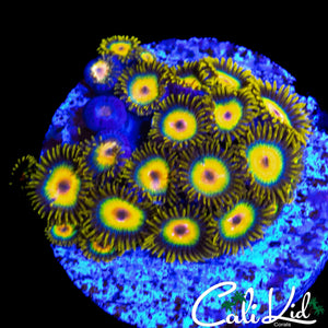 RASTA ZOA COLONY