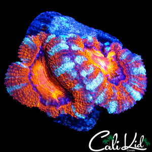 ULTRA ACAN DOUBLE