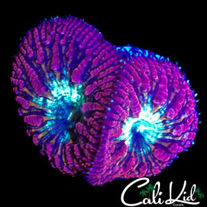 HOT PURPLE BLASTO DOUBLE