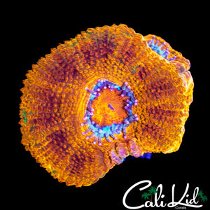 MERKULES ACAN TYPE TRIPLE
