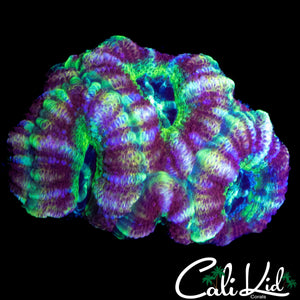 BEAUITFUL ASIAN ACAN QUAD