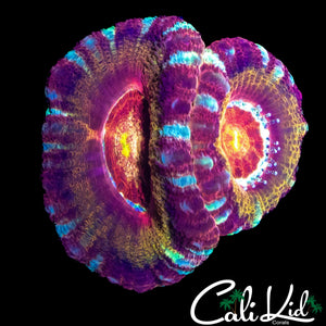 RAINBOW ASIAN ACAN DOUBLE