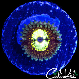 CK LG BOT ZOA (NEW RELEASE)