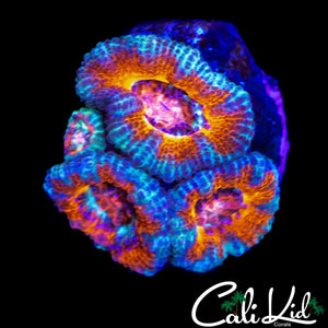 TEAL RIM ACAN QUAD
