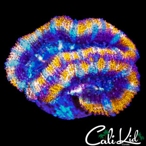 RAINBOW RIM ACAN DOUBLE