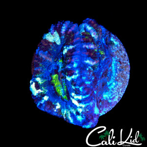 MYSTERY ACAN DOUBLE