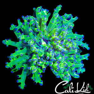 OG PURPLE / GREEN BRANCHING FROGSPAWN