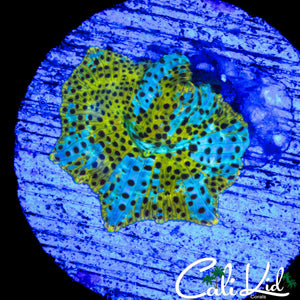 RARE LEOPARD DISCO MUSHROOM