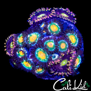 ASSORTED ZOA COLONY