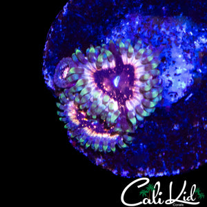 CK UNRELEASED ZOA TRIPLE