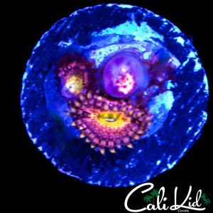 CHERRY BLOSSOM ZOA TRIPLE