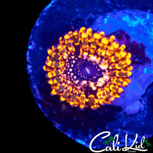 CHUNKY UTTER CHAOS ZOA