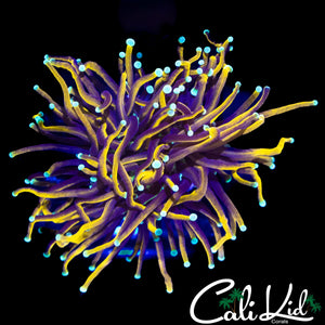 TEAL TIP INDO GOLD TORCH