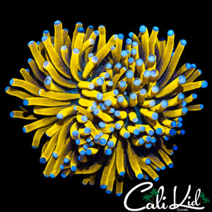 TEAL TIP BANANA TORCH