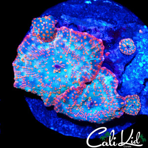 MYSTERY RAINBOW MUSHROOM ROCK