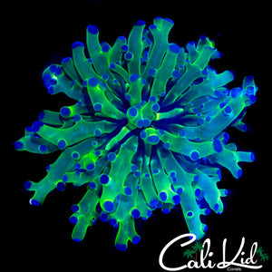 OF PURPLE / GREEN BRANCHING FROGSPAWN