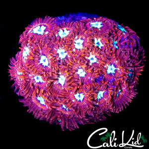 CK SPOTIFY ZOA COLONY