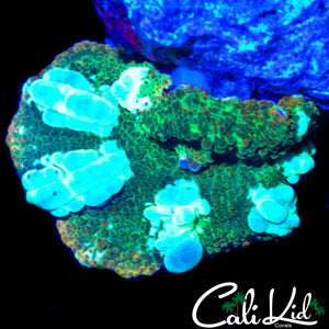 CK LUCKY LEPRECHAUN BOUNCE SHROOM