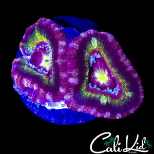 RARE ASIAN ACAN DOUBLE