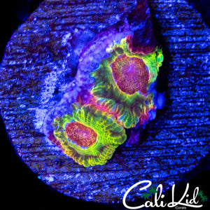 MYSTERY ACAN DOUBLE