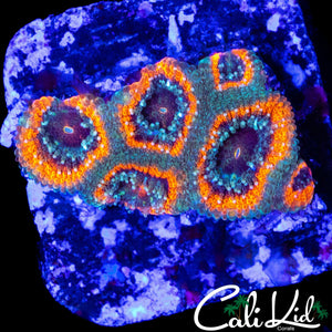 ULTRA RAINBOW MICRO FRAG