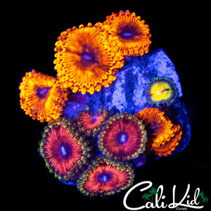ASSORTED ZOAS