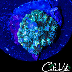 CK BLUE BUBBLE BOUNCE MUSHROOM